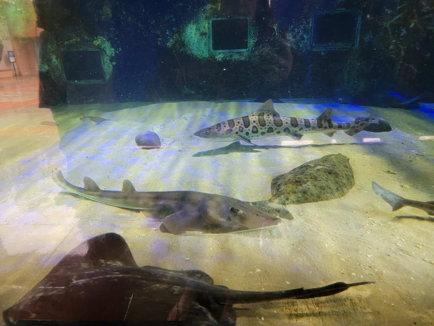 Birch Aquarium - Leopard shark, shovelnose guitarfish, pacific angelshark, diamond stingray, california halibut
