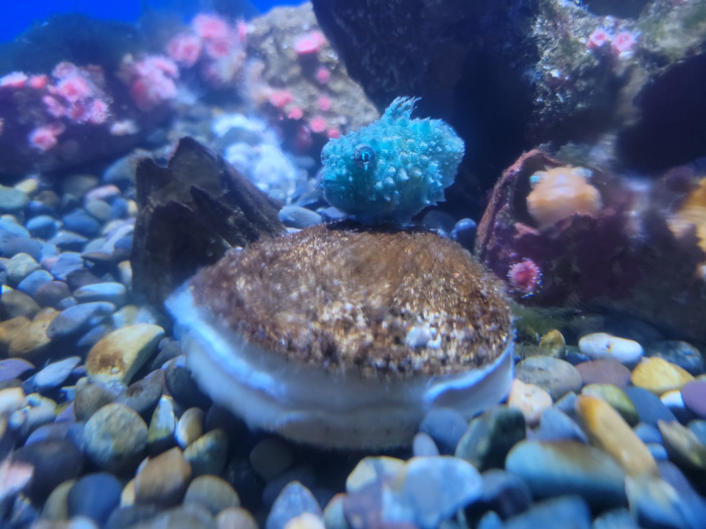 Birch Aquarium - Pacific spiny lumpsuckers with rock scallop