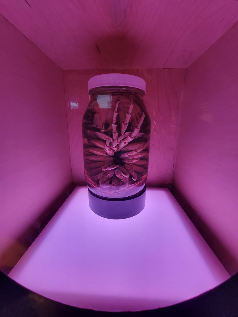 Birch Aquarium - Preserved Giant Isopod