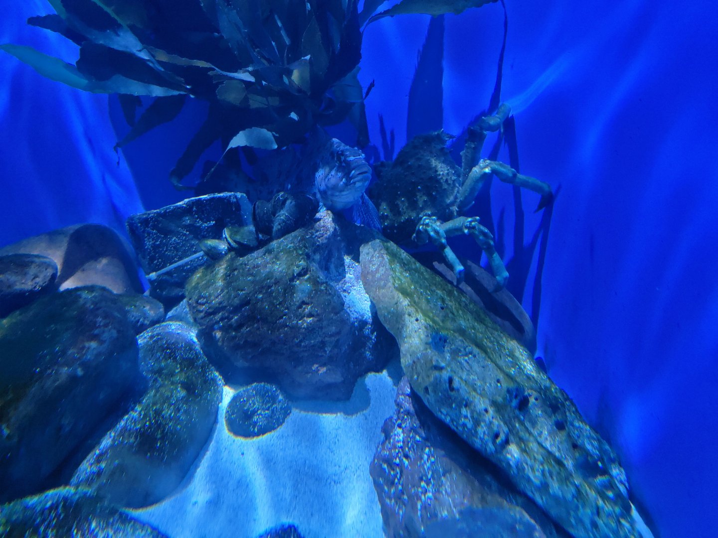 Birch Aquarium - Sheep crab and kelp greenling