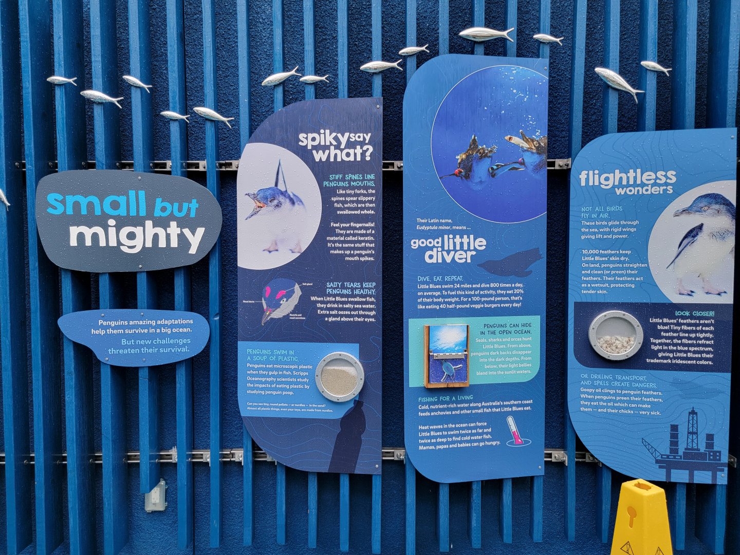 Birch Aquarium - Small but Mighty