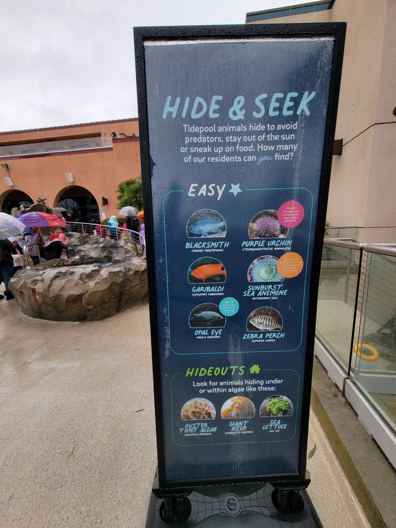 Birch Aquarium - Tidepool species