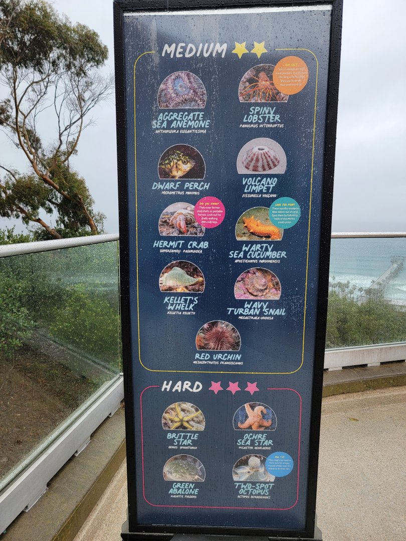 Birch Aquarium - Tidepool species