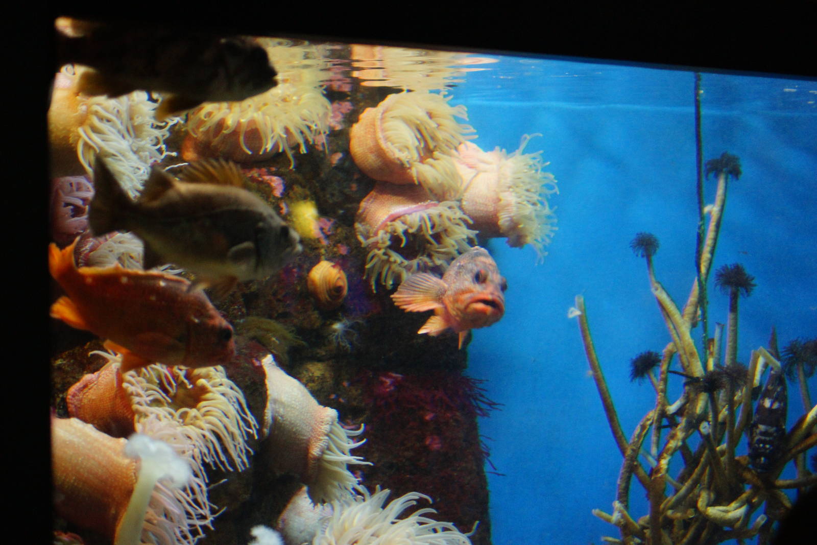 Birch Aquarium