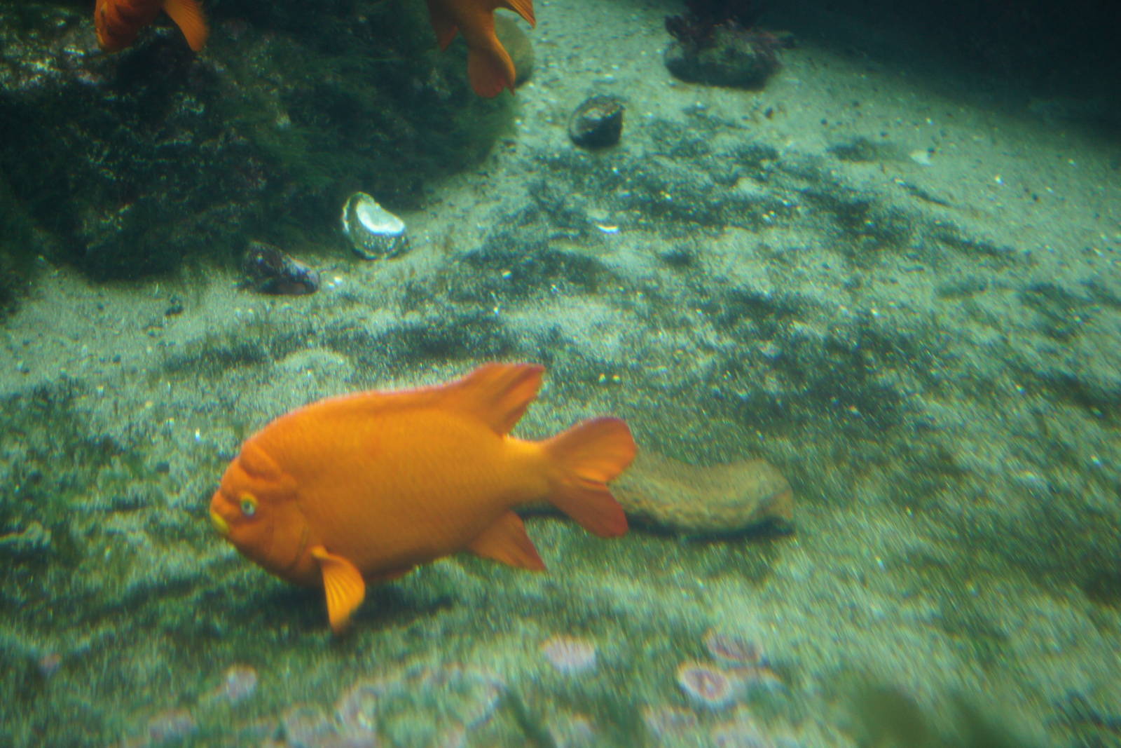 Birch Aquarium