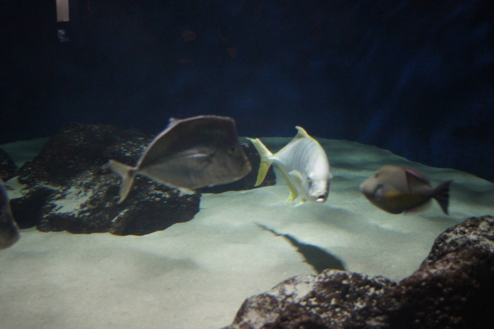 Birch Aquarium