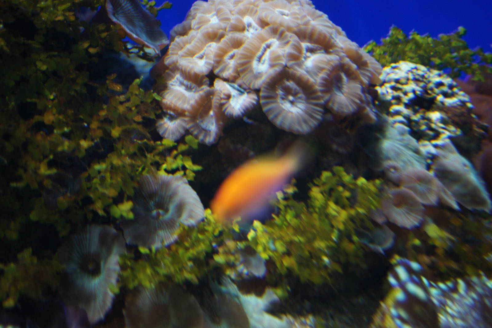 Birch Aquarium