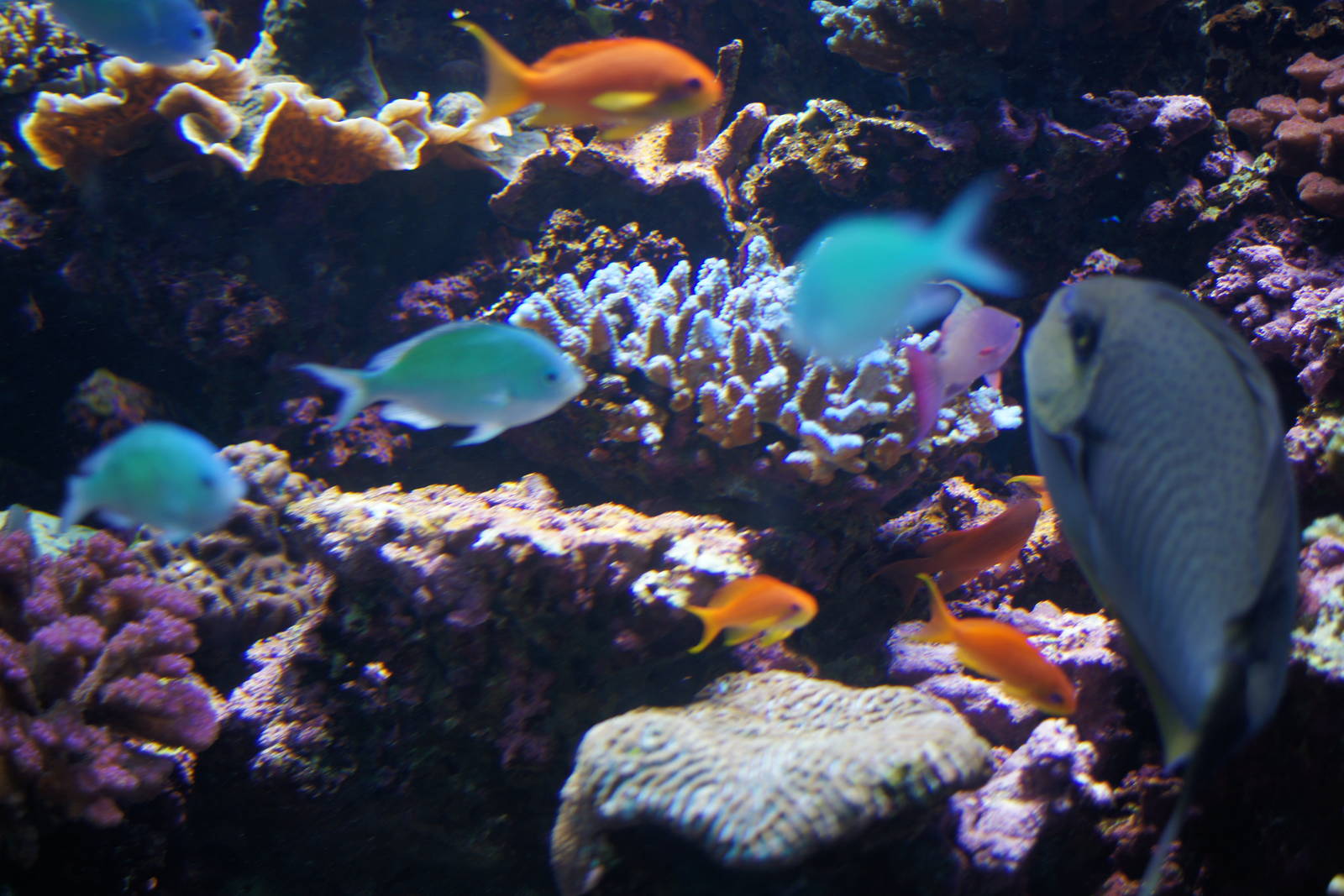 Birch Aquarium