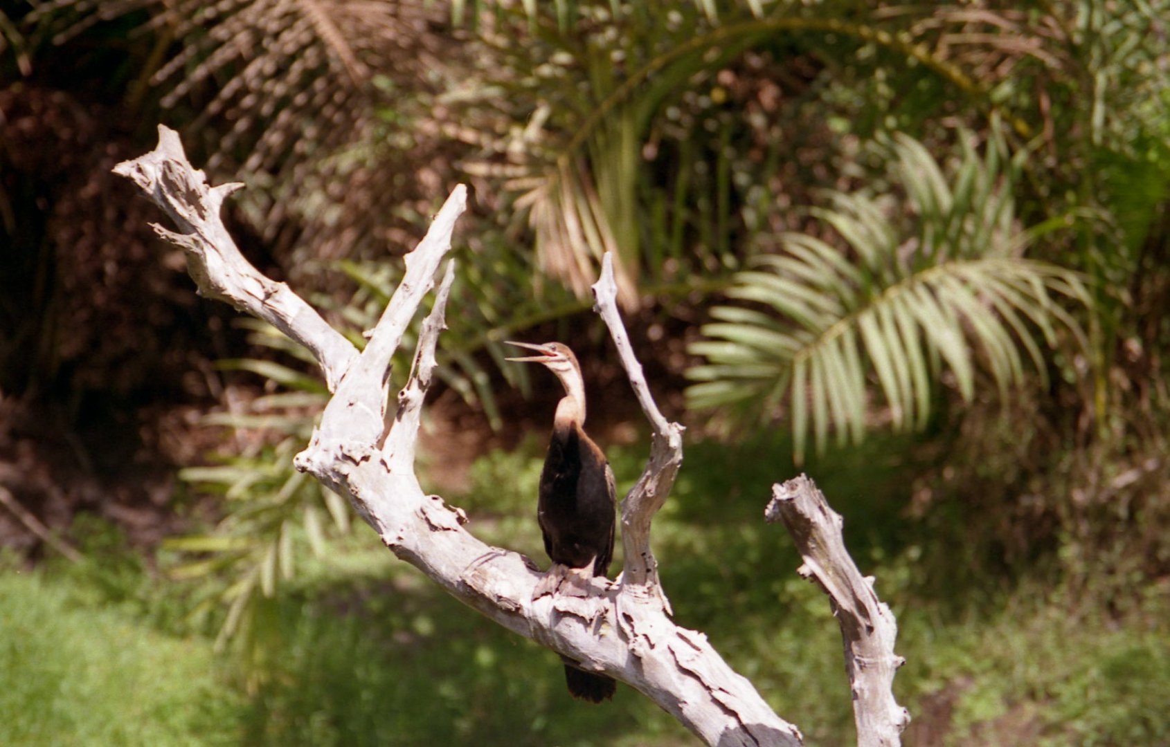 Bird, Abuko Nature Reserve 1996