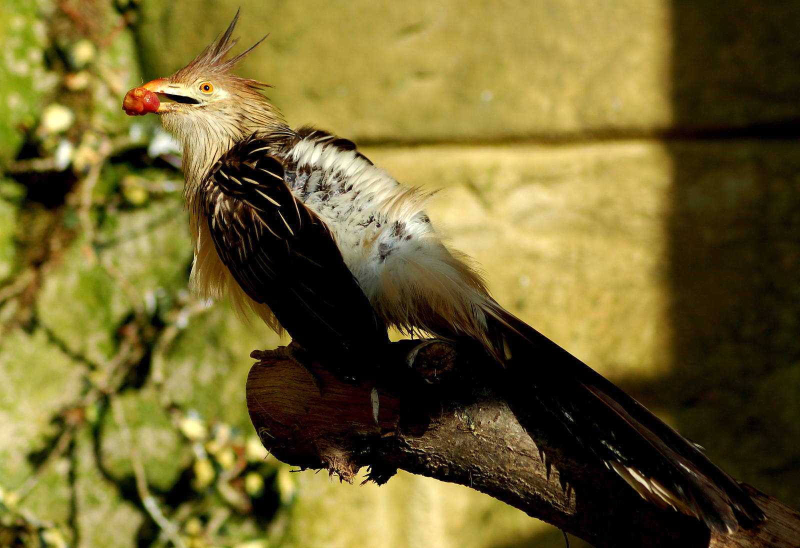 Bird at Amazon World