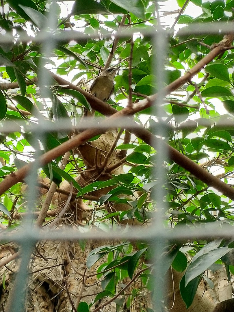 Bird at Avifauna - Alphen aan den Rijn