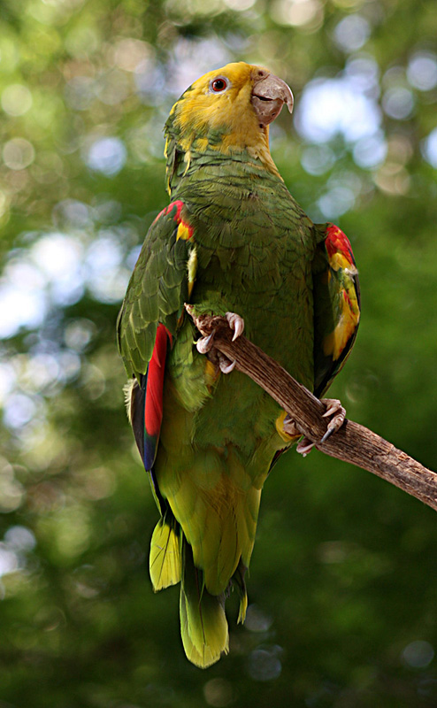 Bird at Northwest Florida Zoo