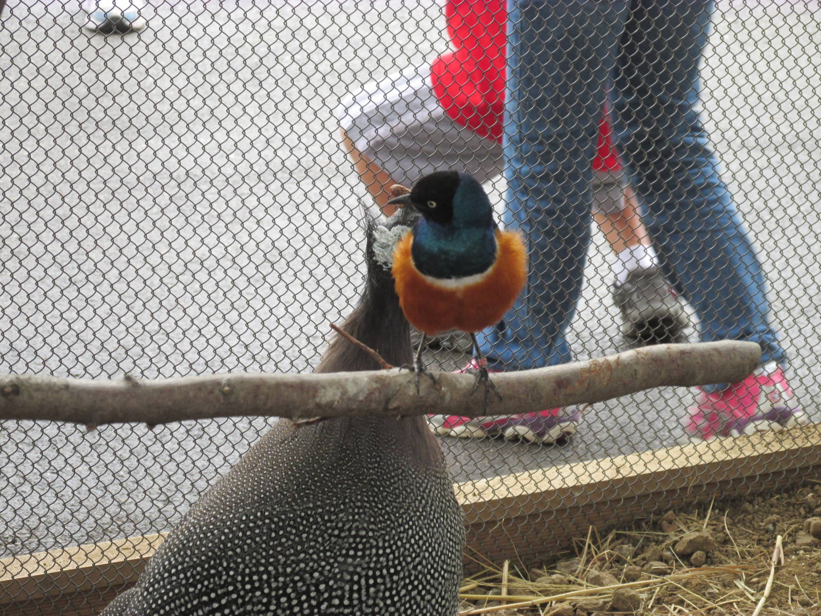 Bird Aviary