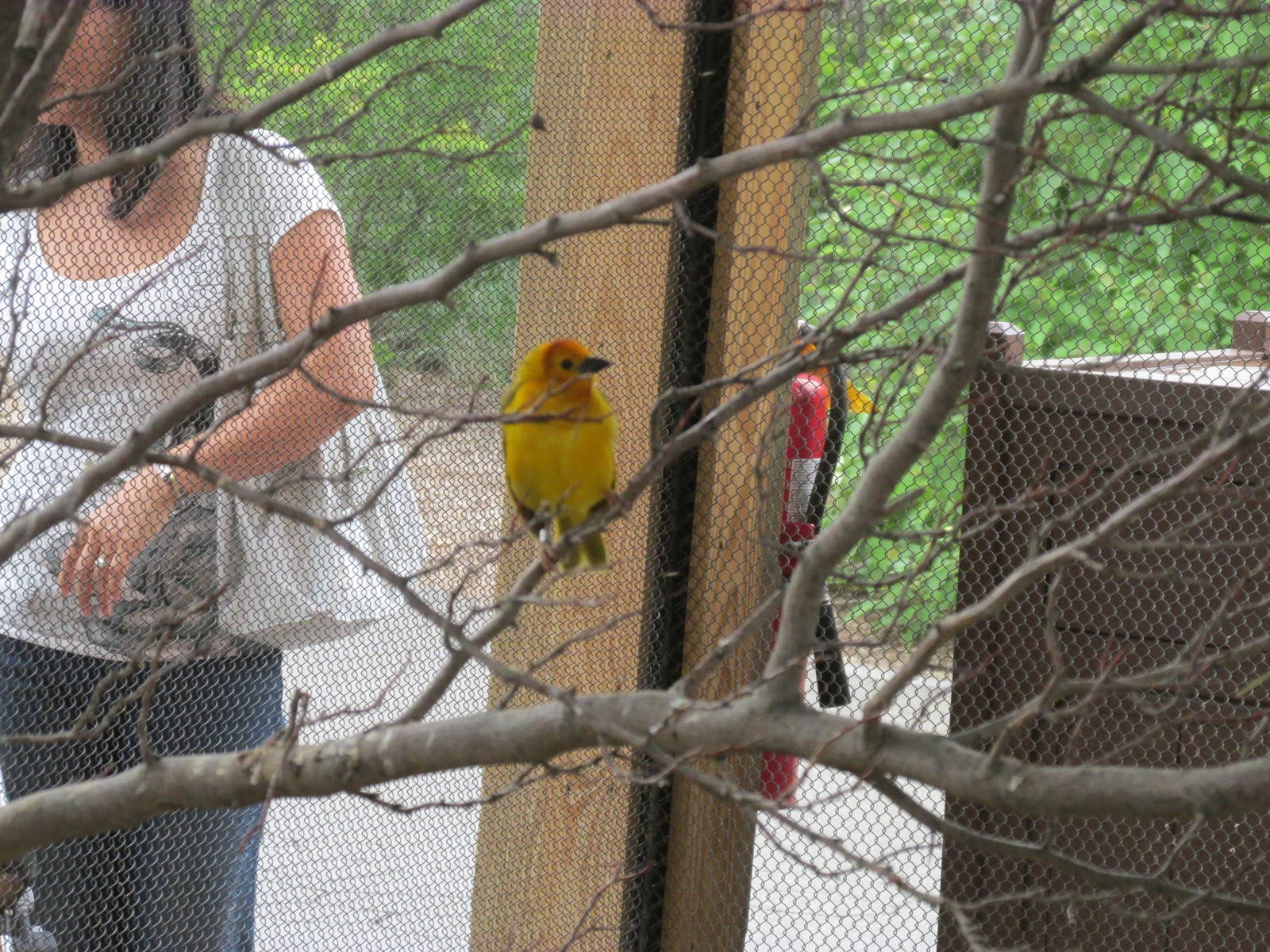 Bird Aviary