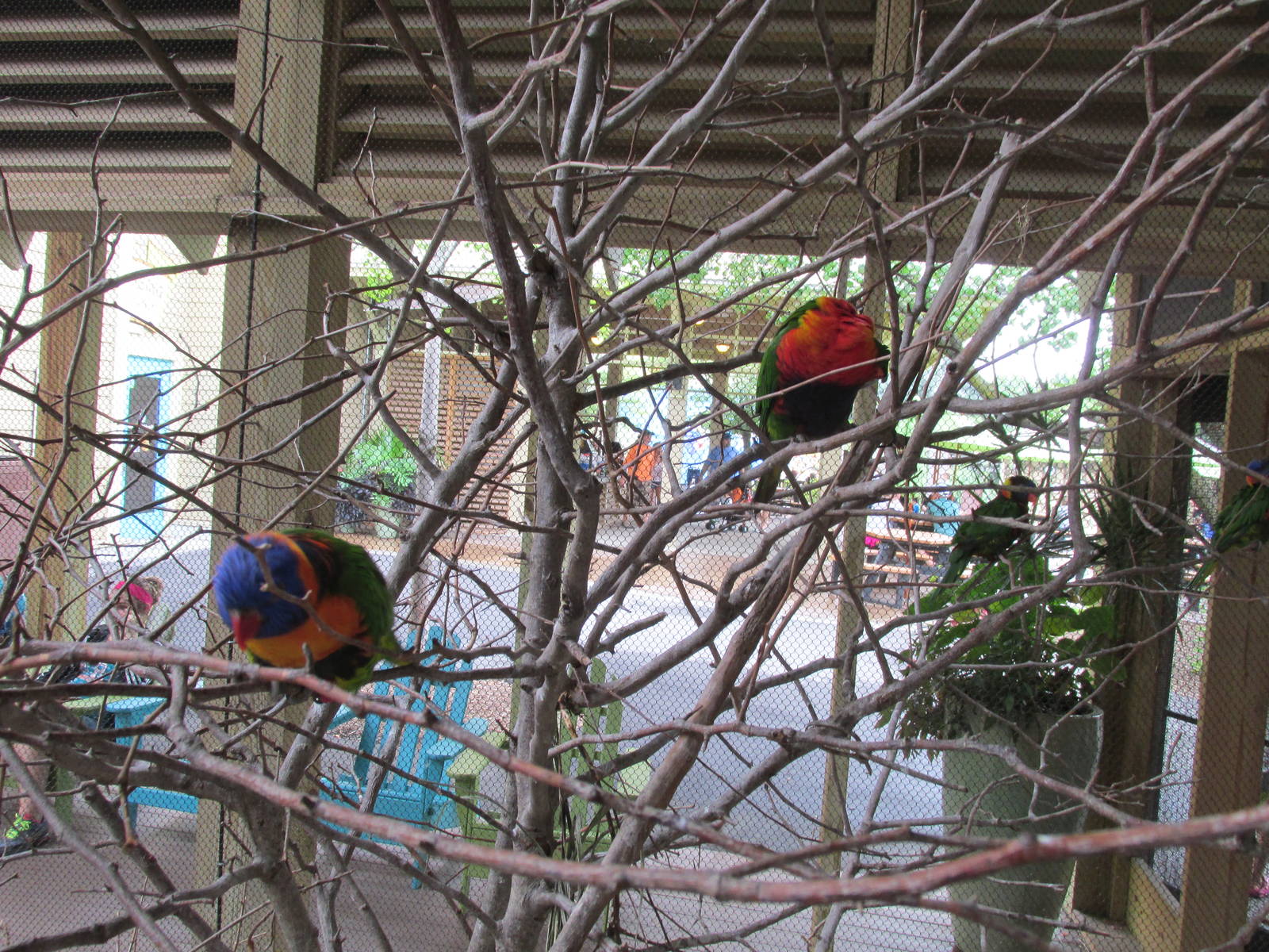 Bird Aviary