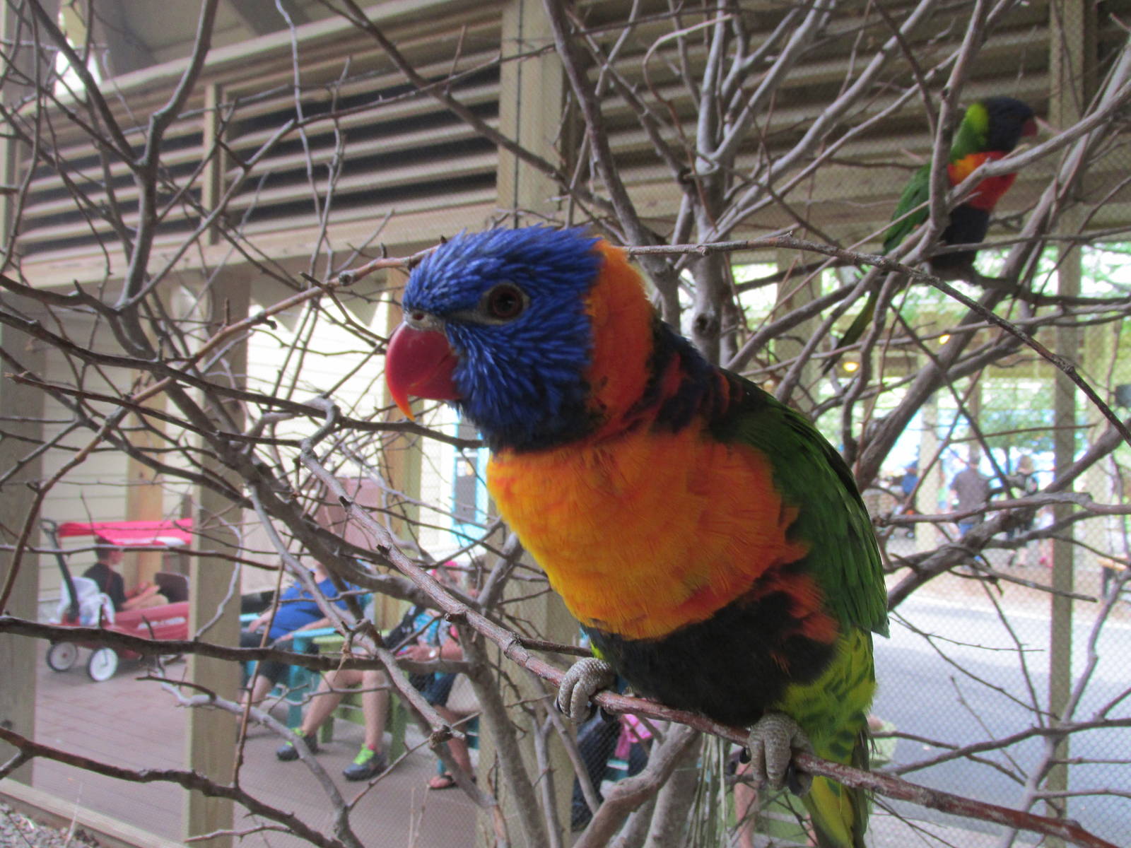 Bird Aviary