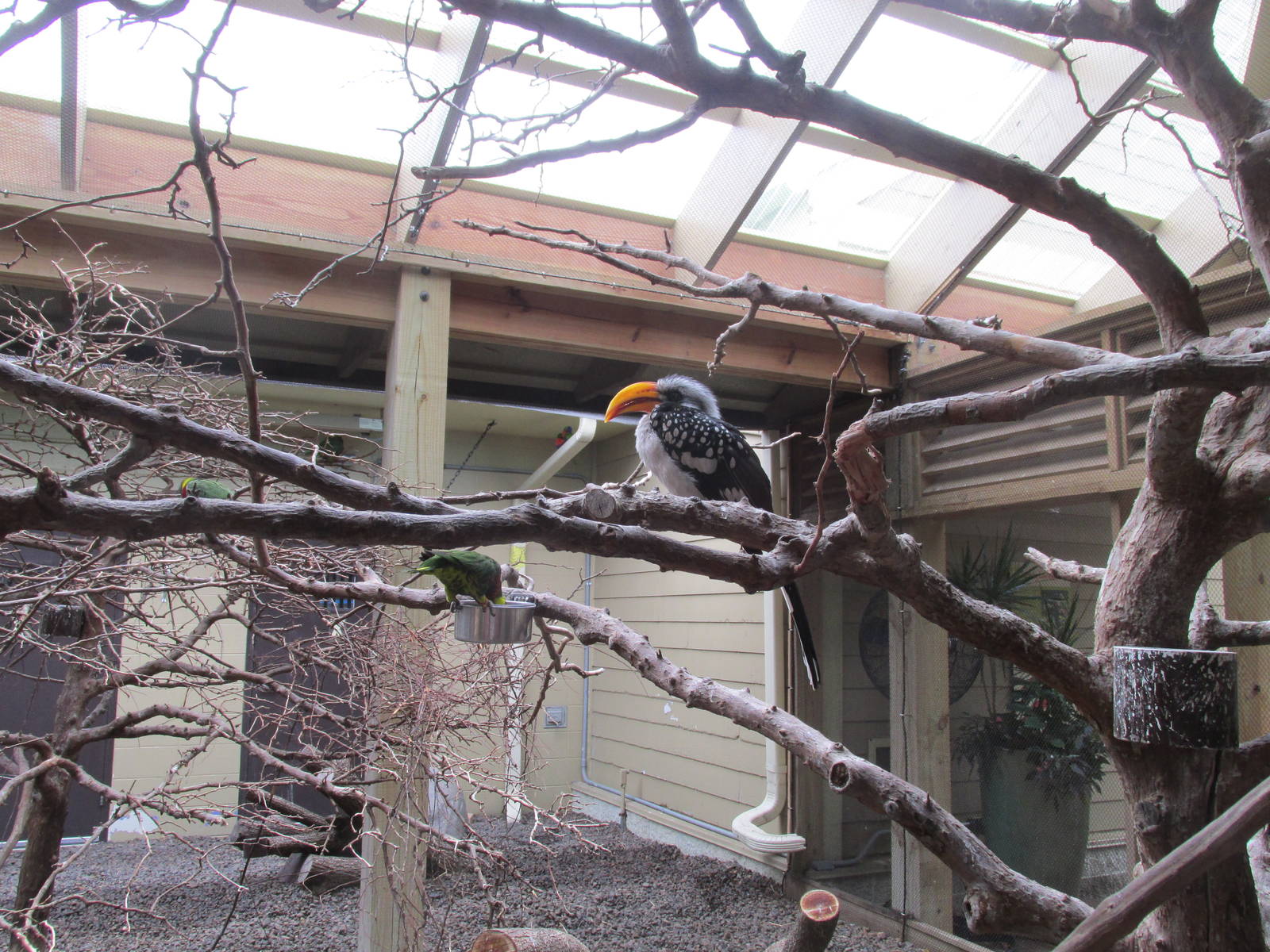 Bird Aviary