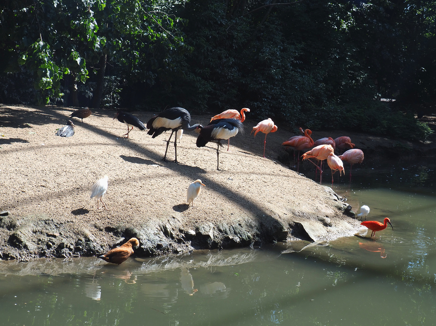 Bird beach in the large aviary, 2022-06-28