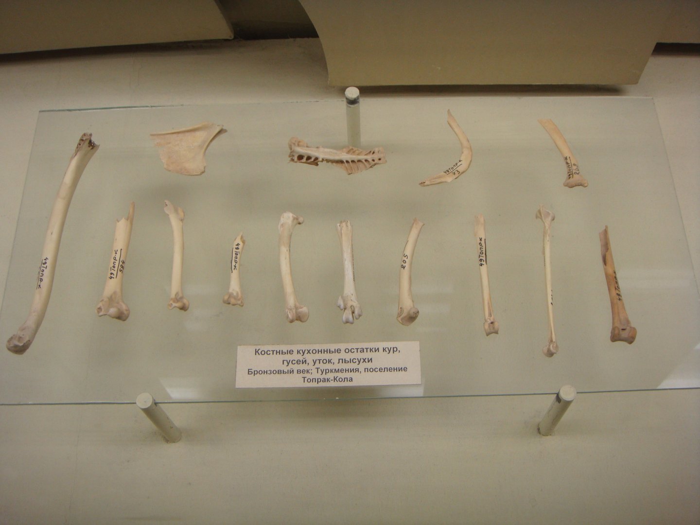 Bird bones from Bronze Age settlement