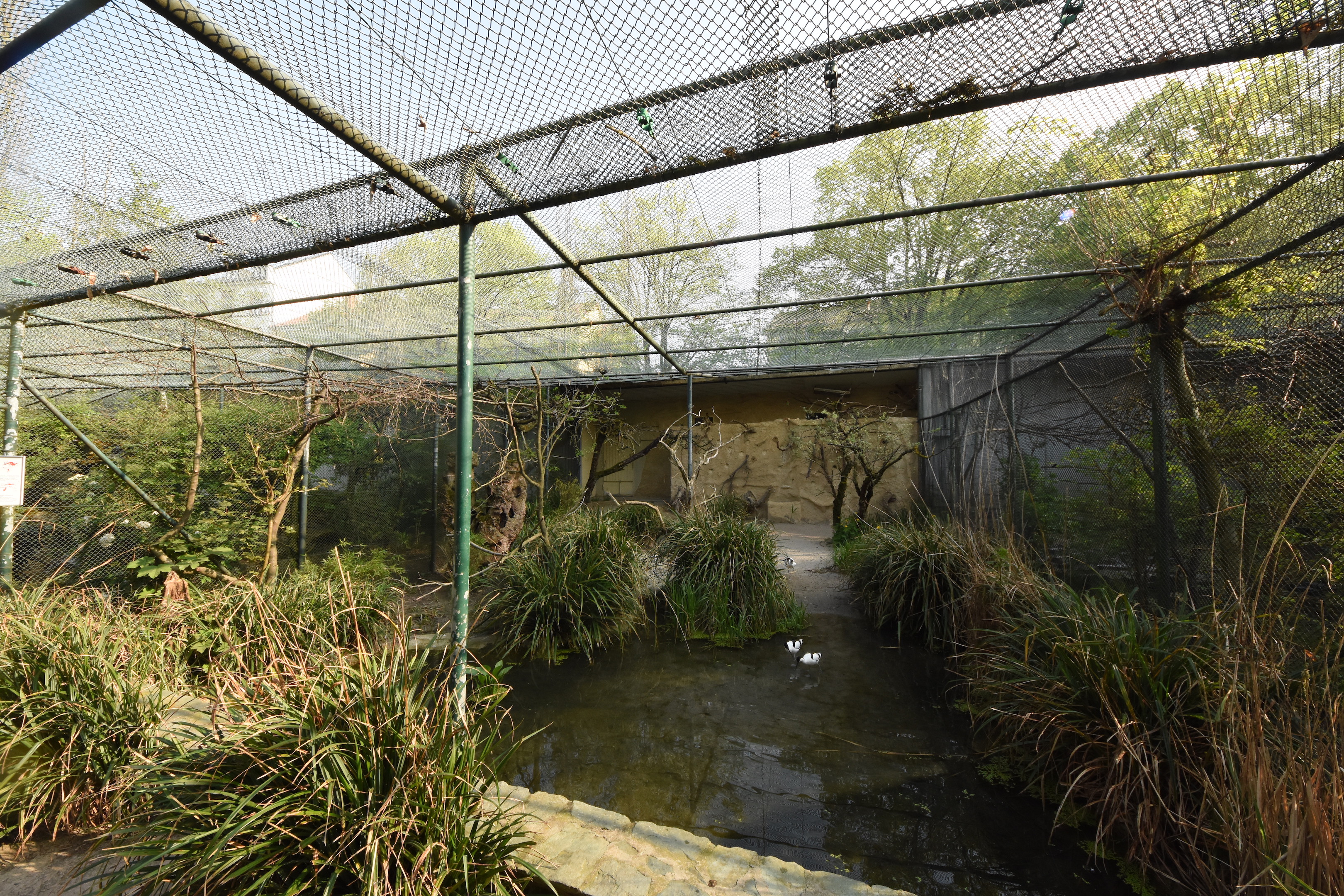 Bird bush - Bee-eaters