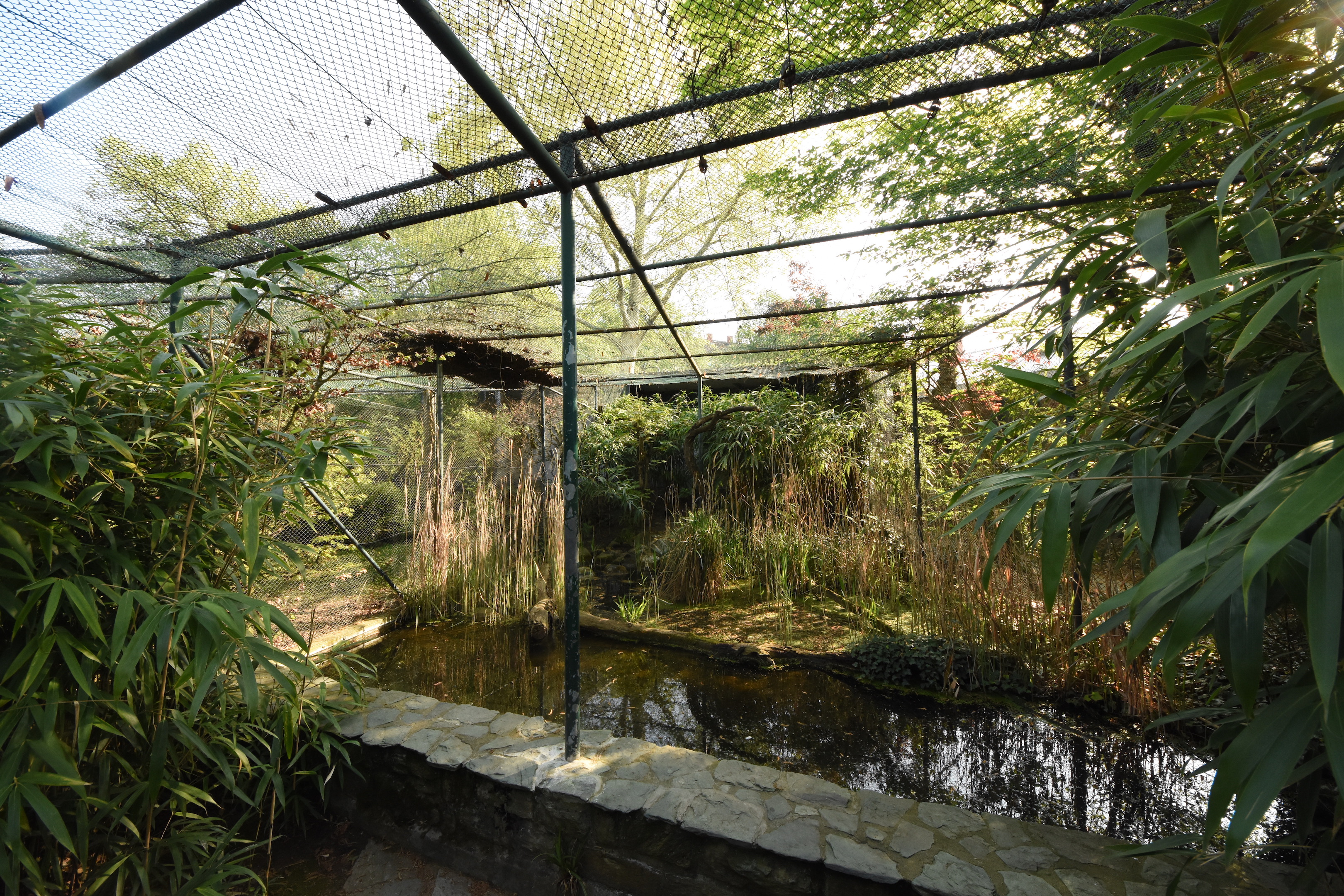 Bird bush - Hamerkop