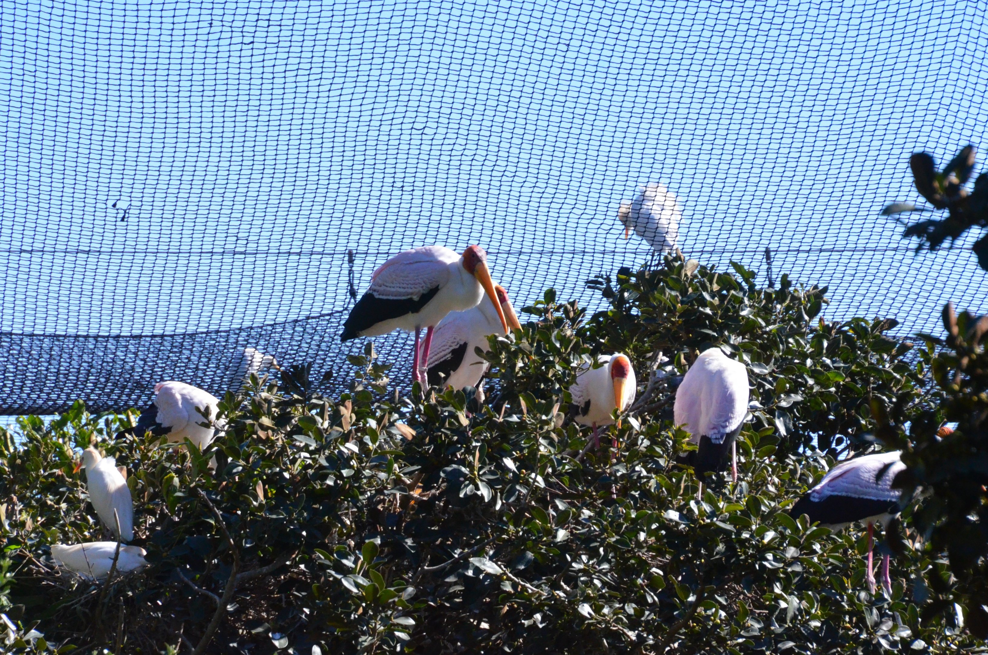 Bird Canyon Aviary at Selwo Aventura, 13/03/19