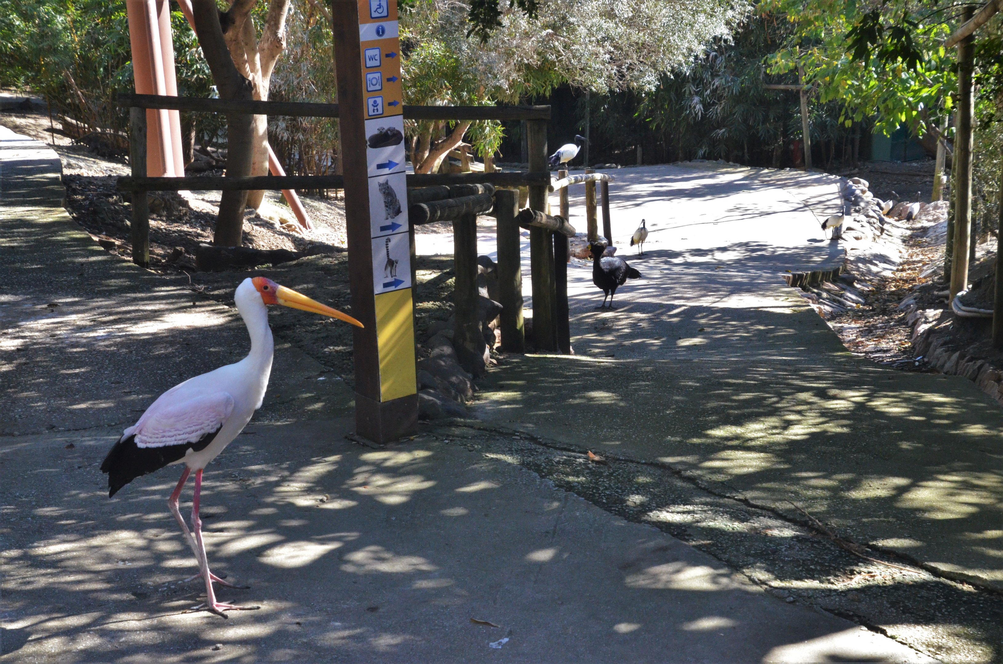 Bird Canyon Aviary at Selwo Aventura, 13/03/19