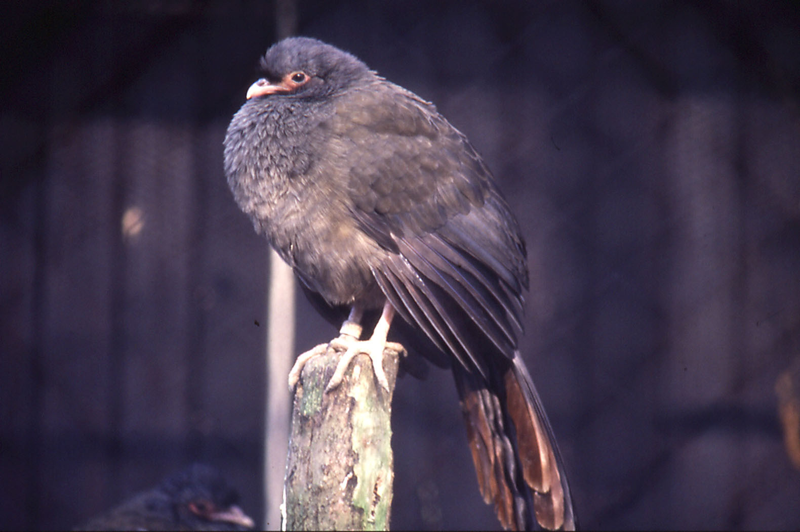 Bird - Chachalaca? - 1984