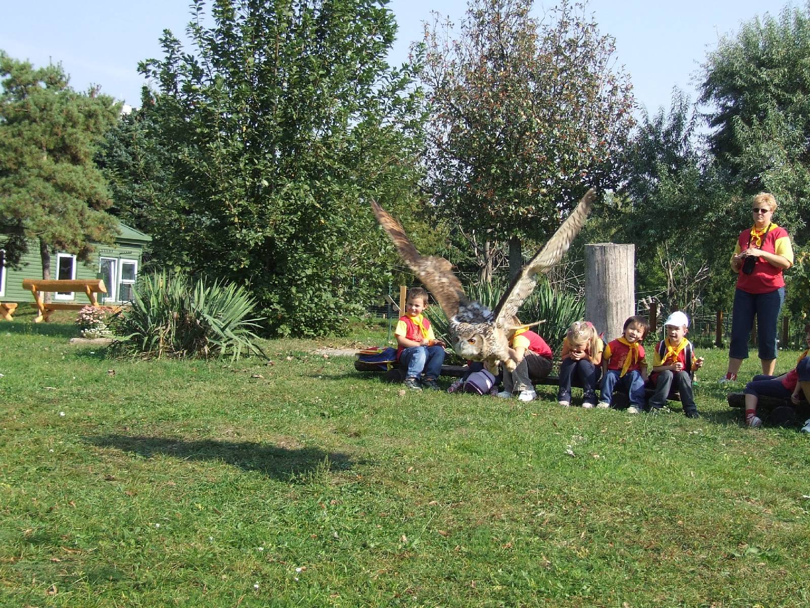 Bird demonstration, Eurasian eagle owl @ Jászberény Zoo, Hungary