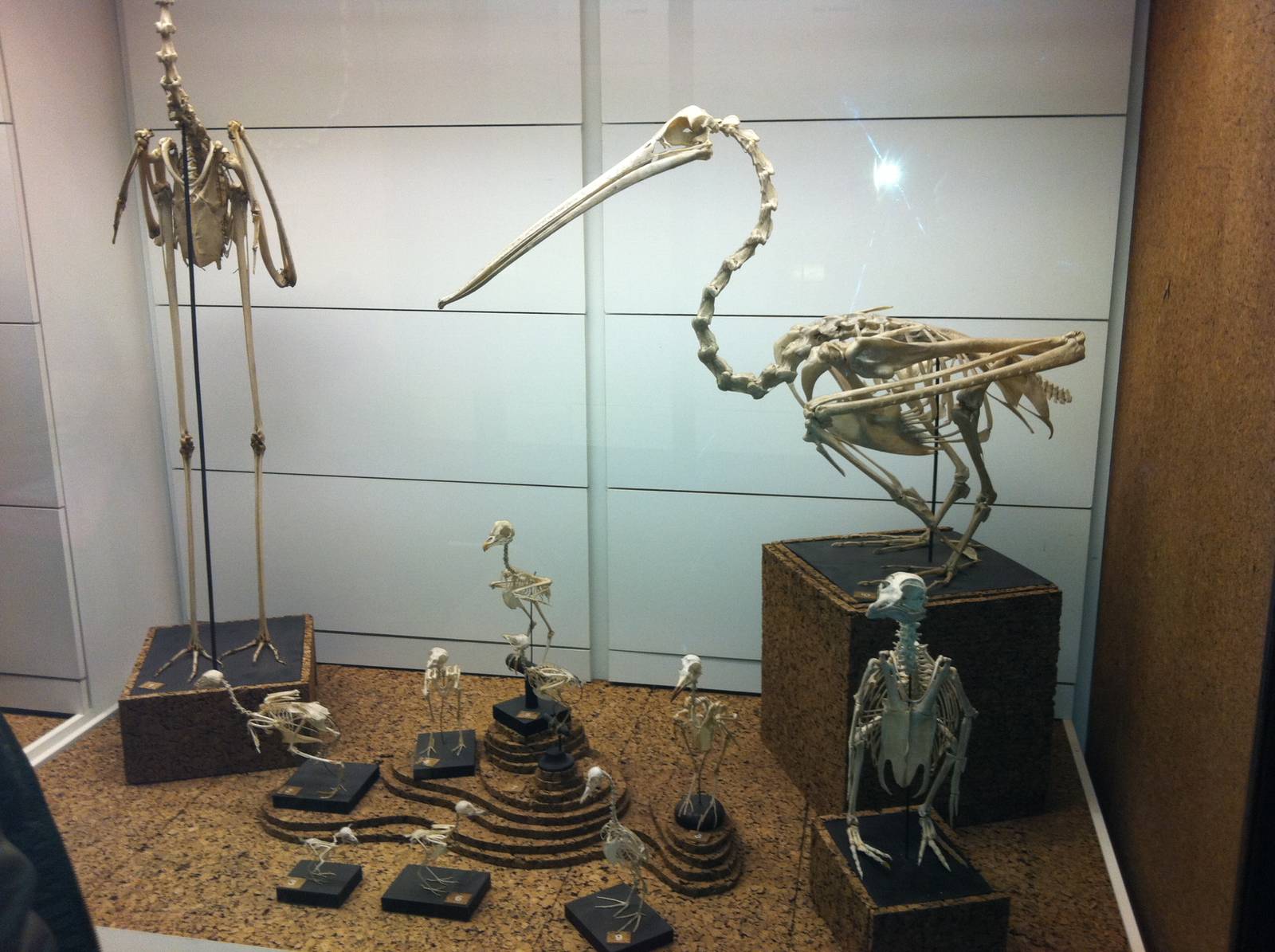 Bird Display - Manchester Museum 29.12.10