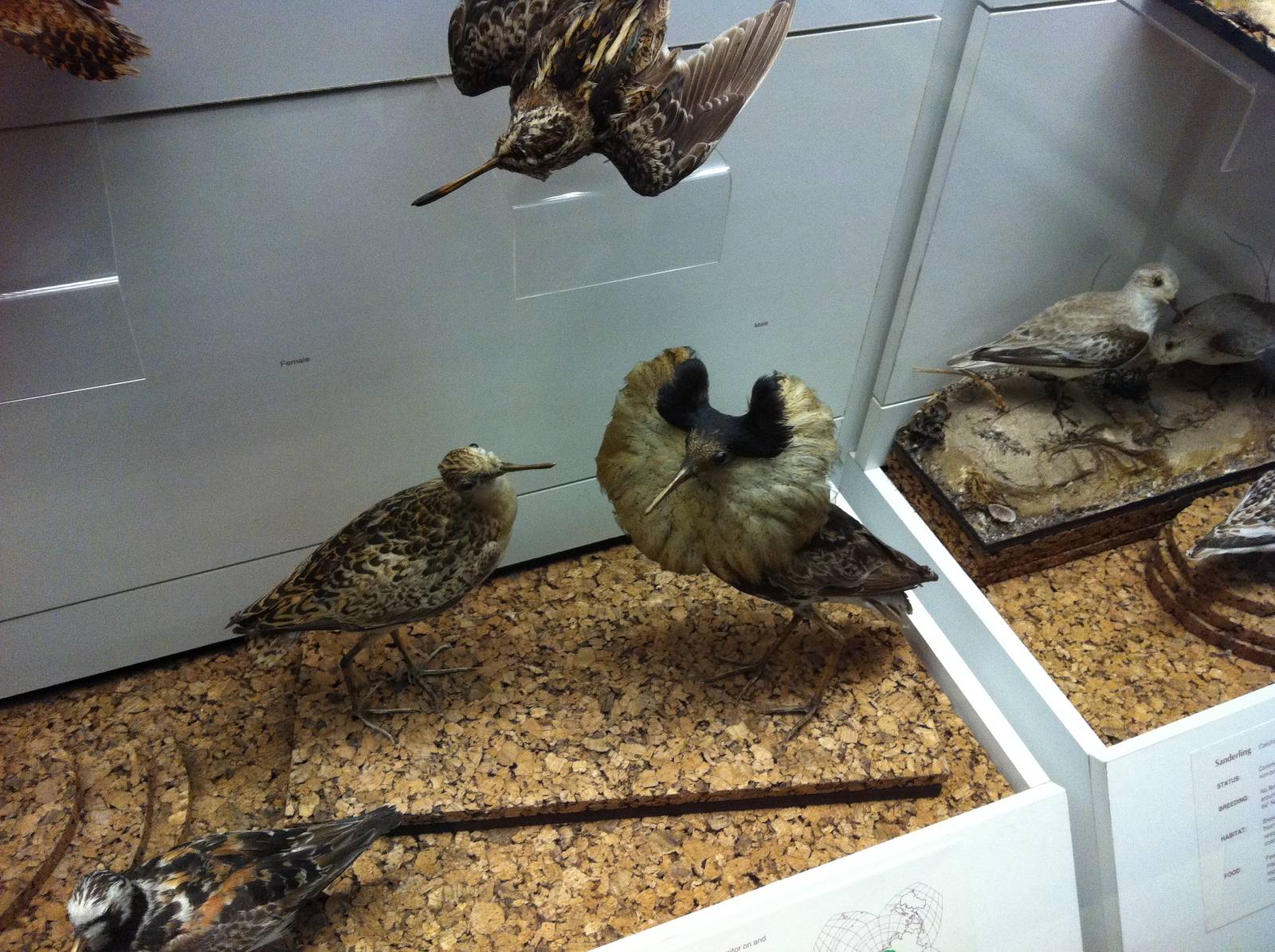 Bird Display - Manchester Museum 29.12.10