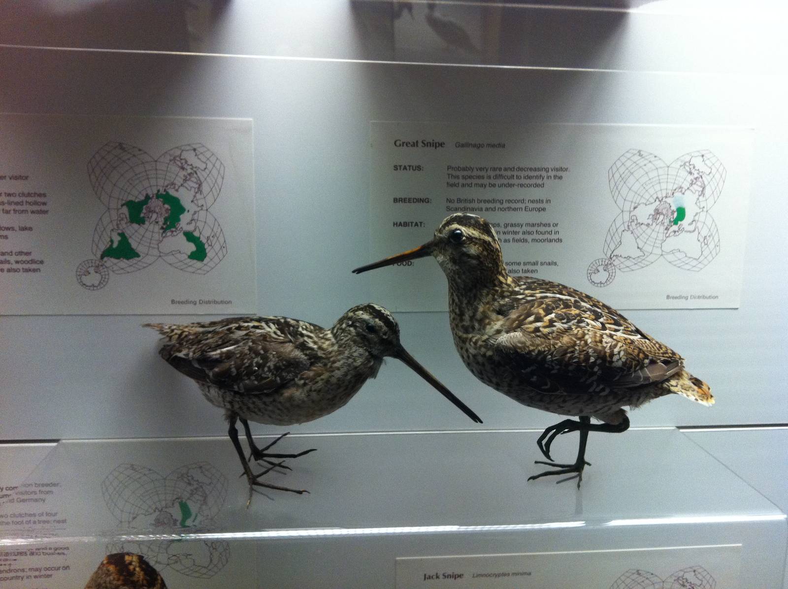 Bird Display - Manchester Museum 29.12.10