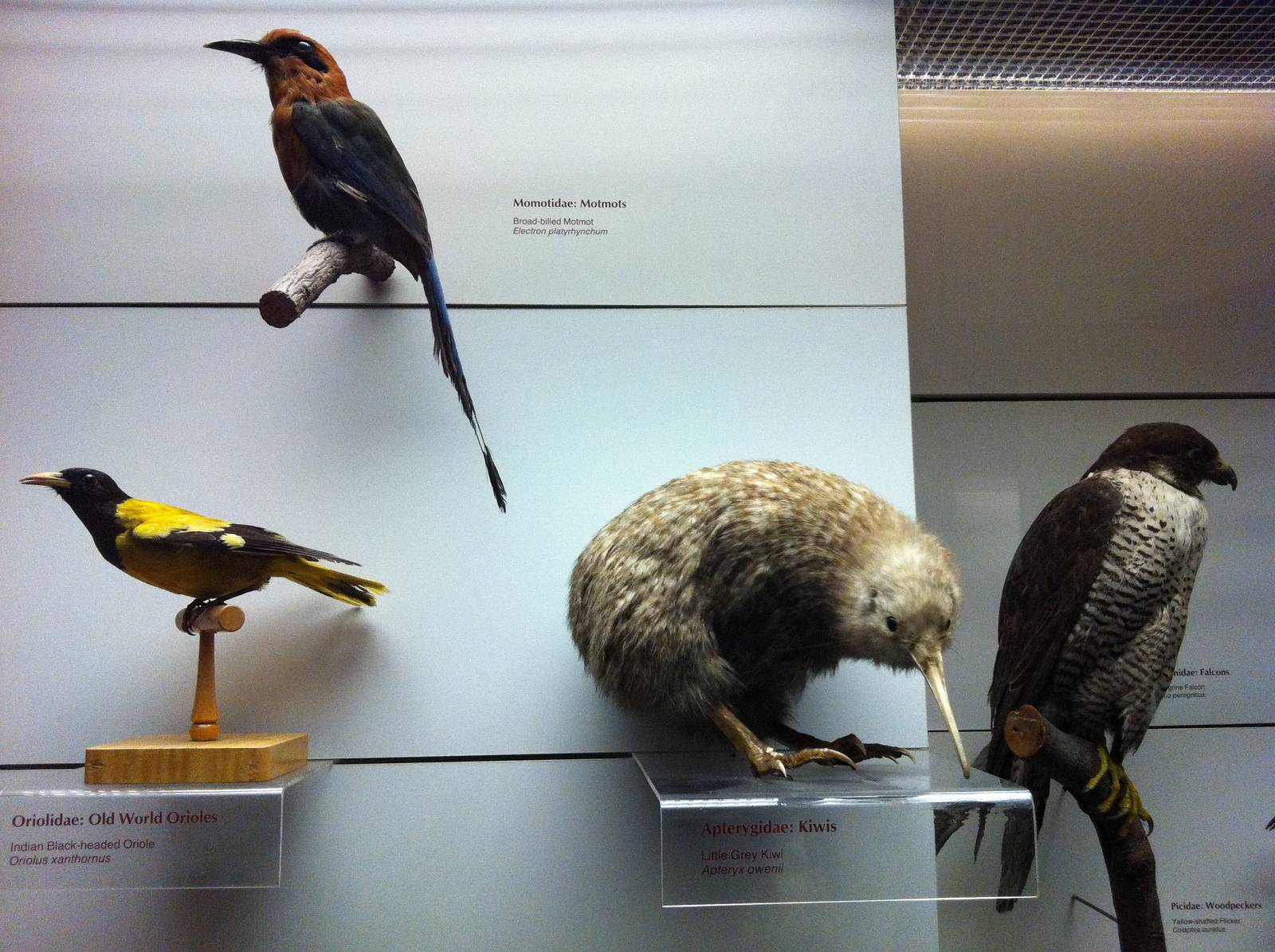 Bird Display - Manchester Museum 29.12.10