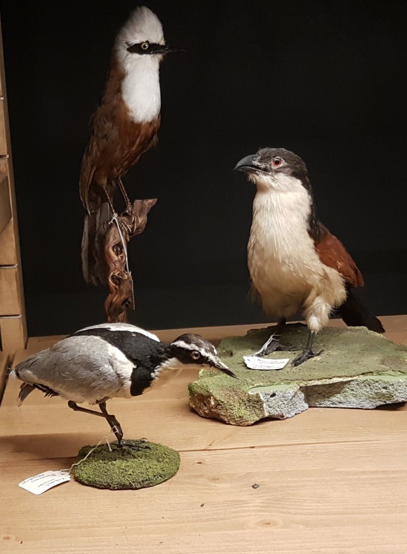Bird-display
