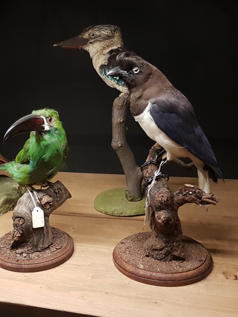 Bird-display