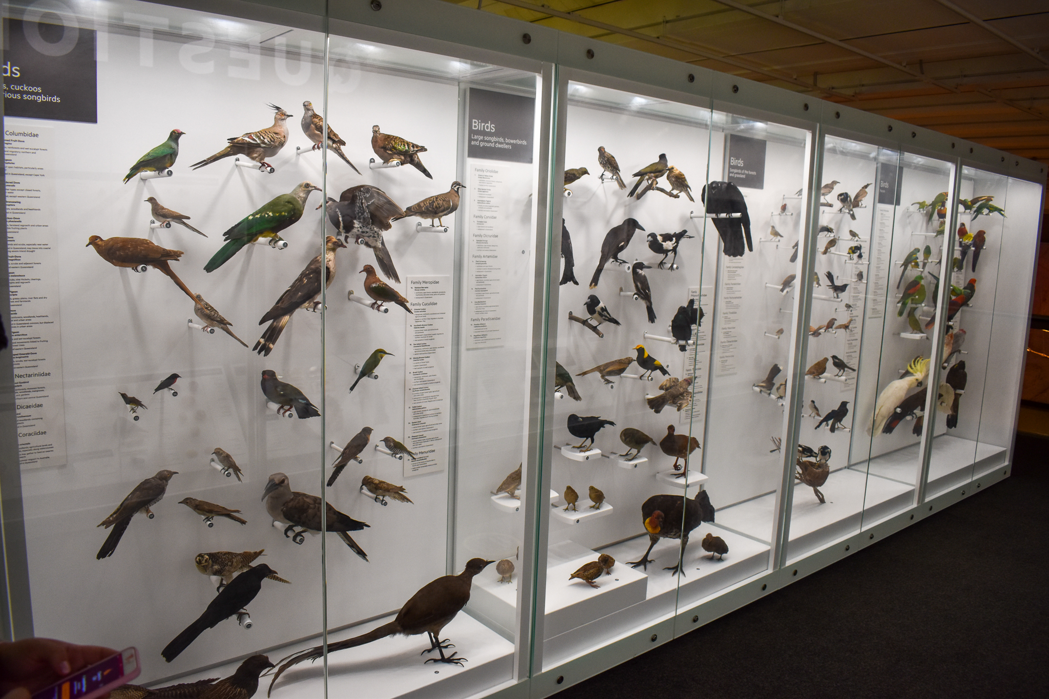 Bird Displays