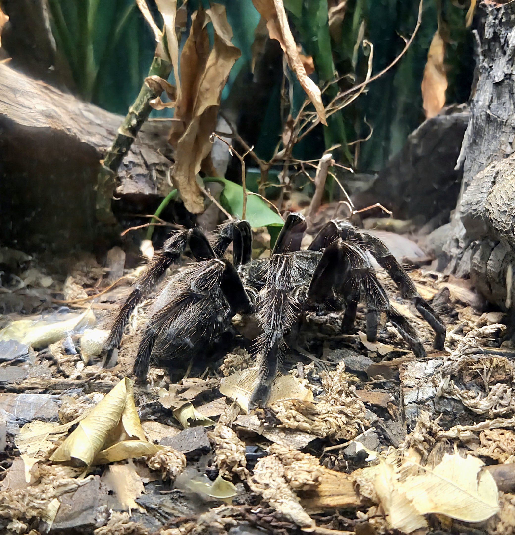 Bird Eater Tarantula - Cameron Park Zoo