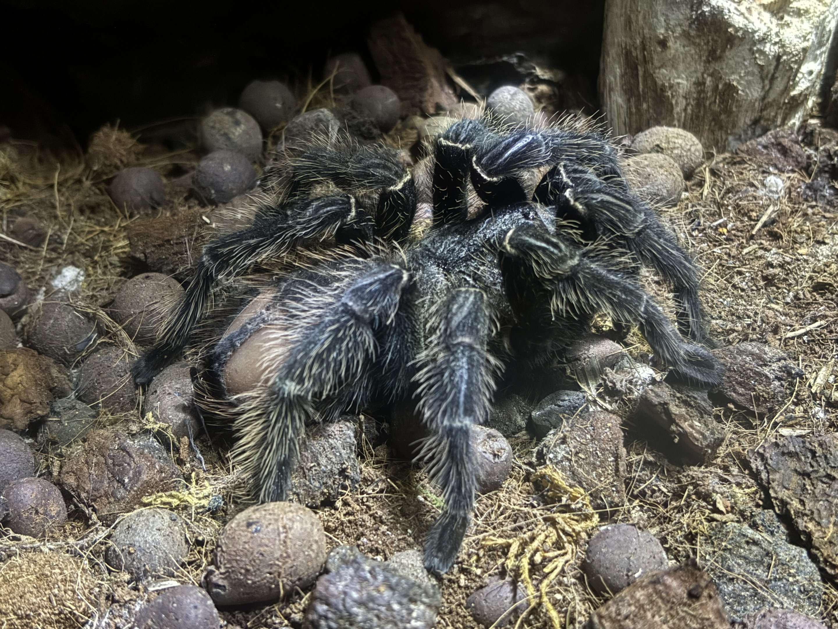 Bird-eating Spider - BXSea Aquarium