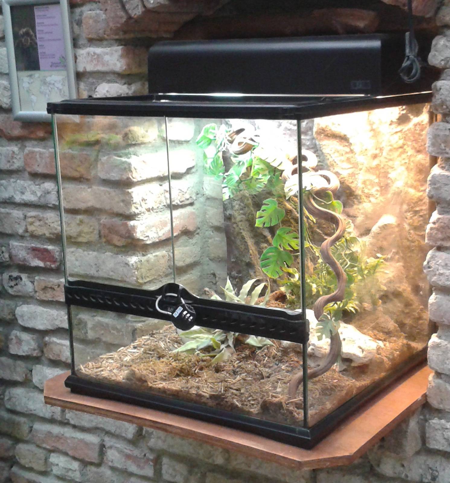 bird-eating spider enclosure