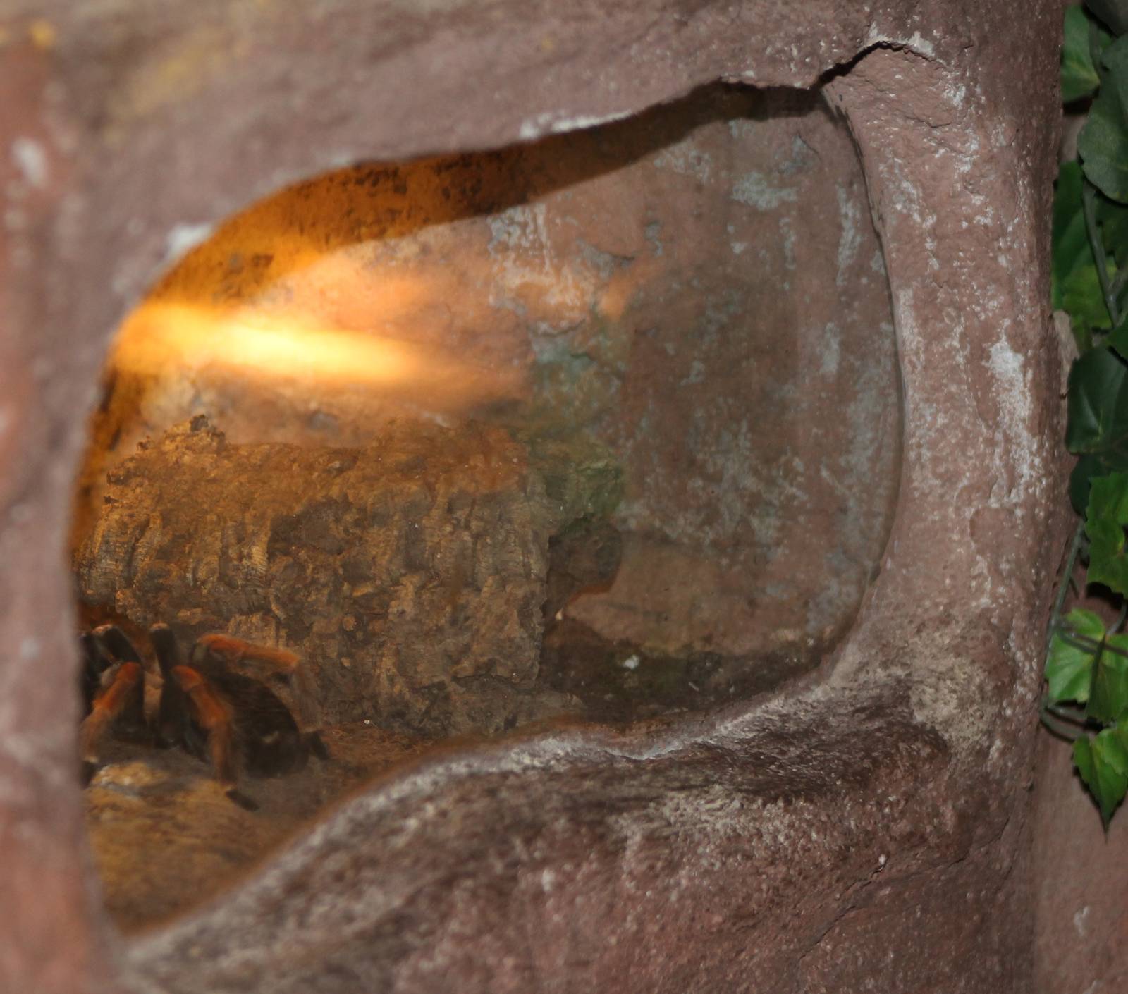 bird-eating spider enclosure