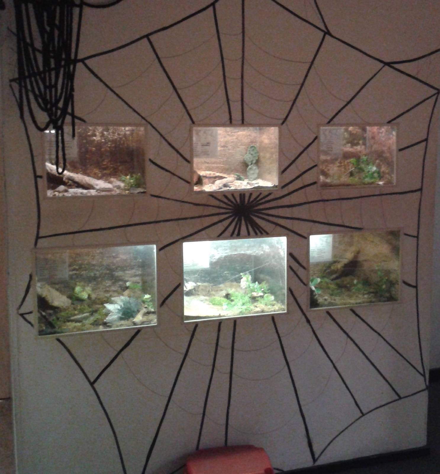 Bird-eating spider-enclosures
