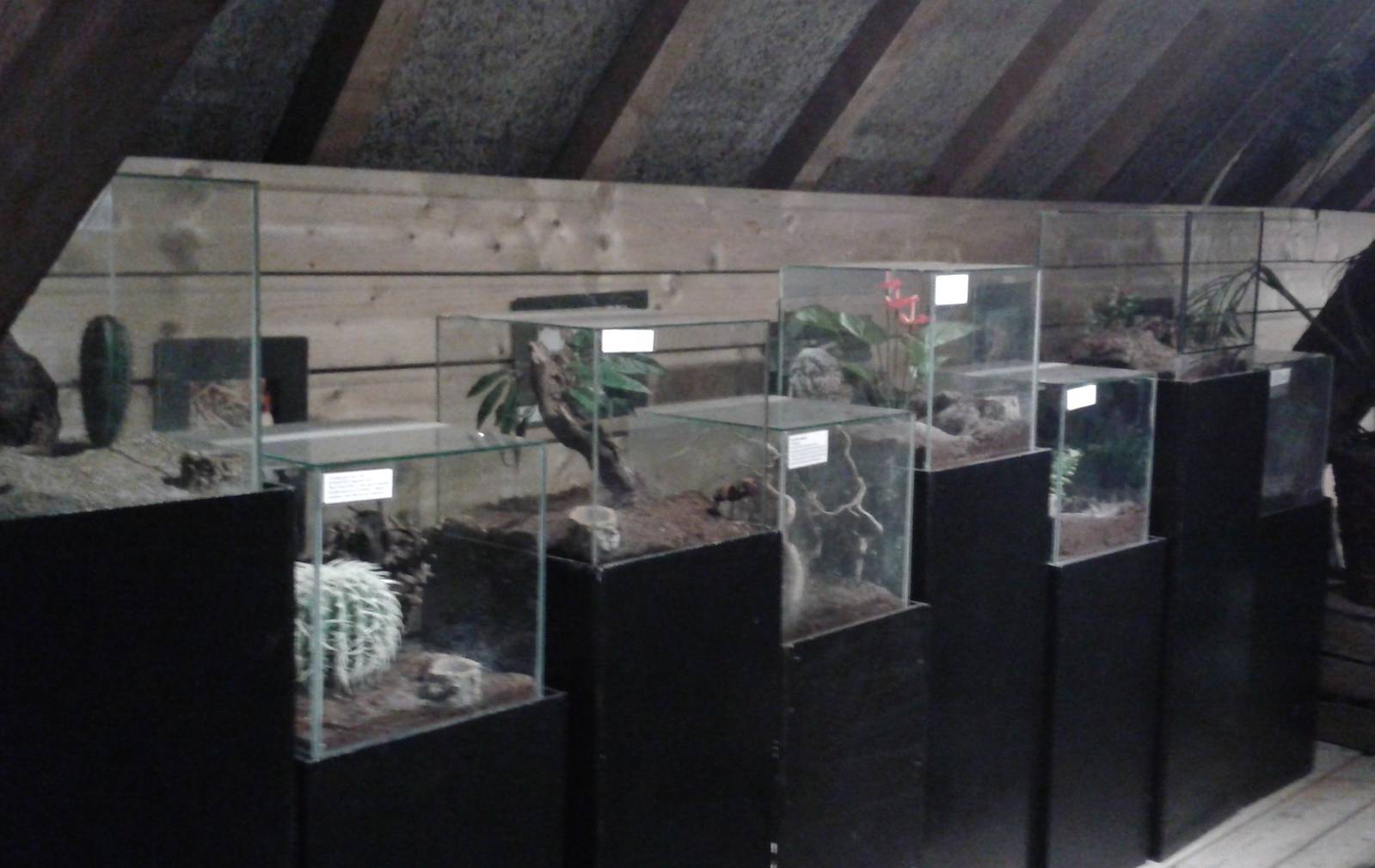 bird-eating spider enclosures