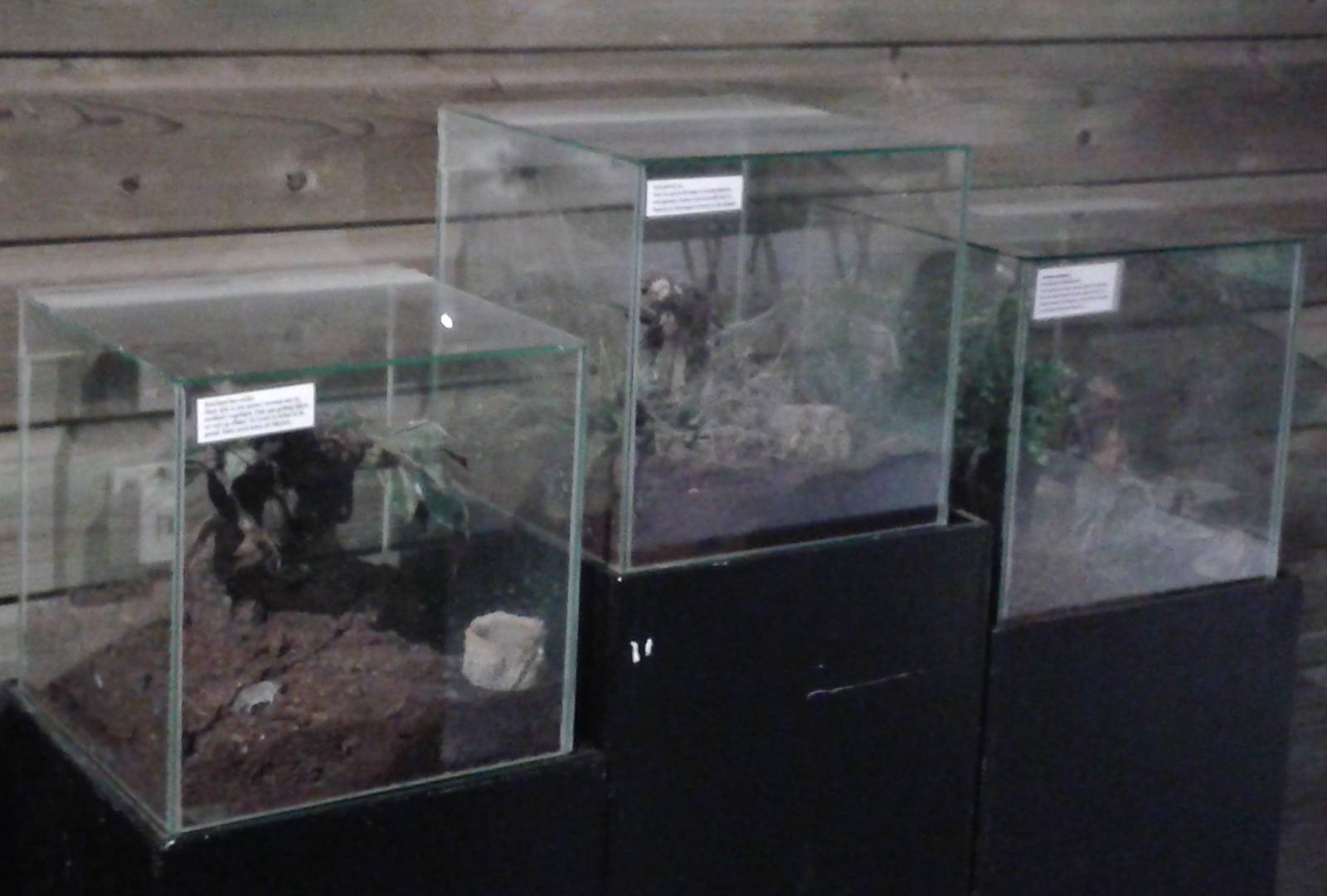 bird-eating spider enclosures