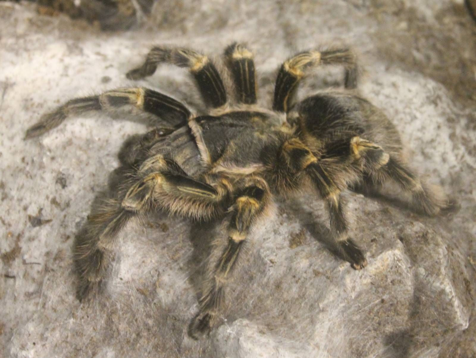 Bird-eating spider ID