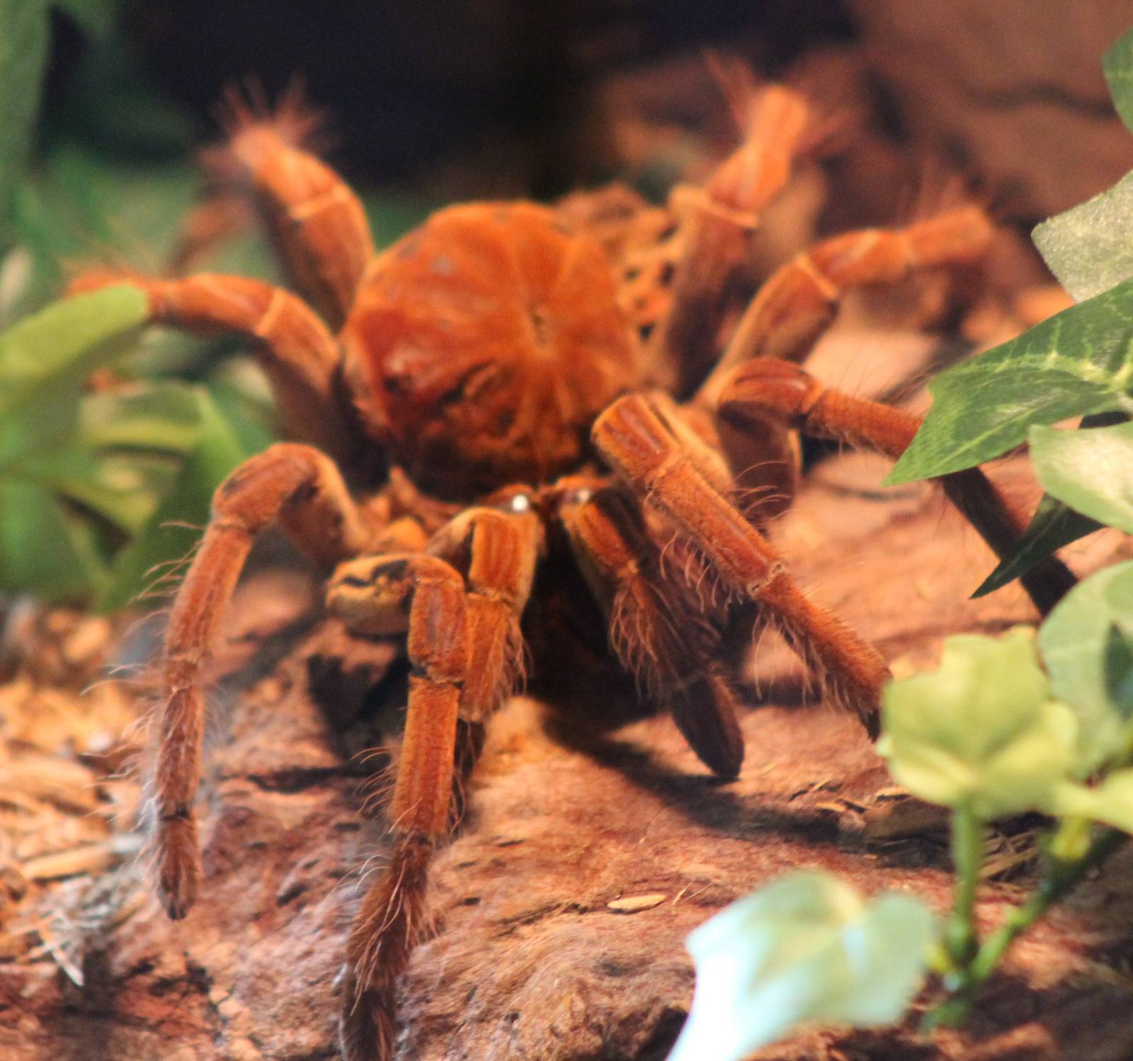 Bird-eating spider ID