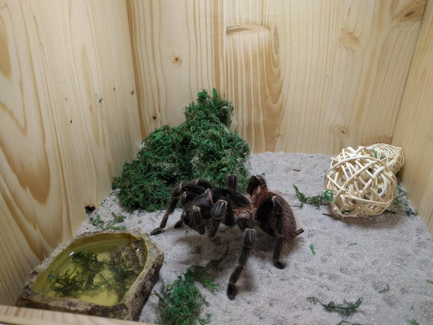 Bird Eating Spider ID