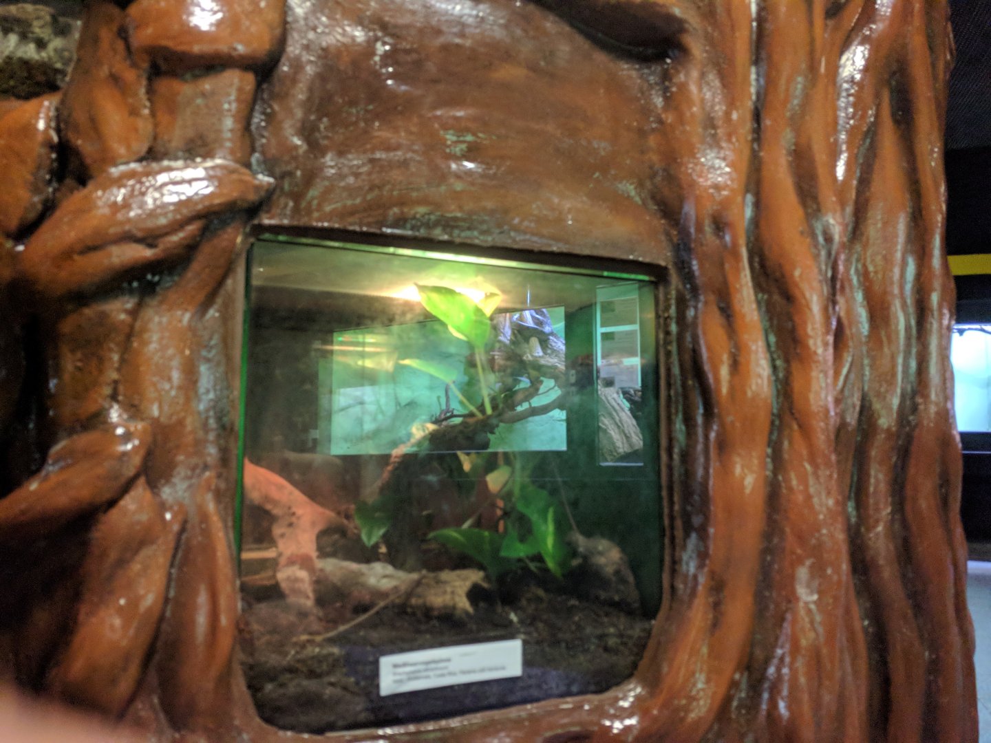 Bird Eating Spider tank