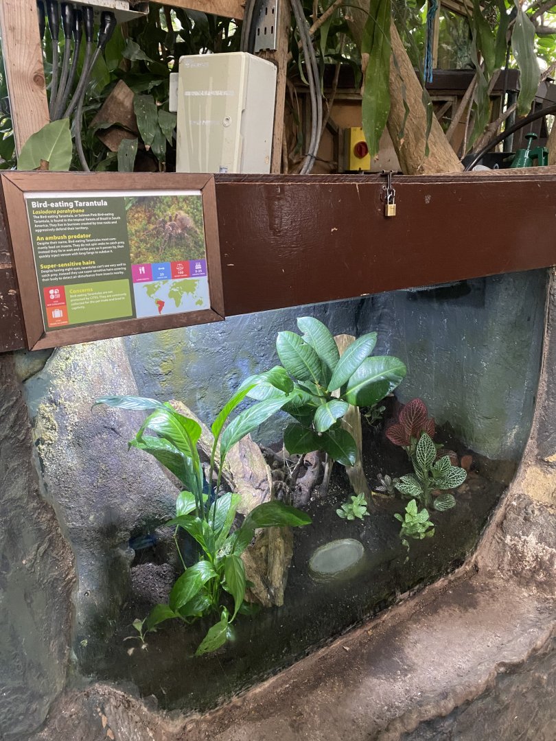 Bird-eating tarantula exhibit 050924