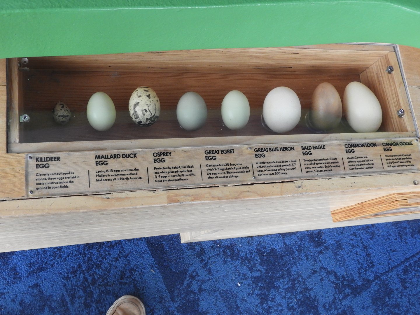 Bird Egg Display - Great Lakes Future - Reiman Aquarium