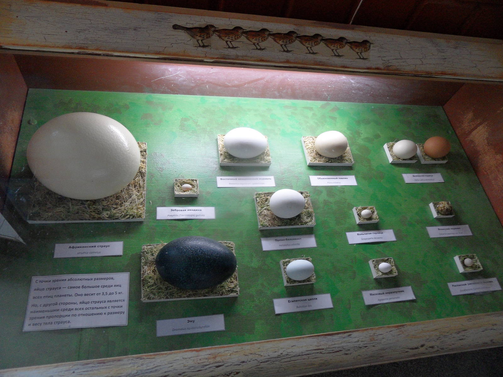 Bird egg exhibit - closeup 2